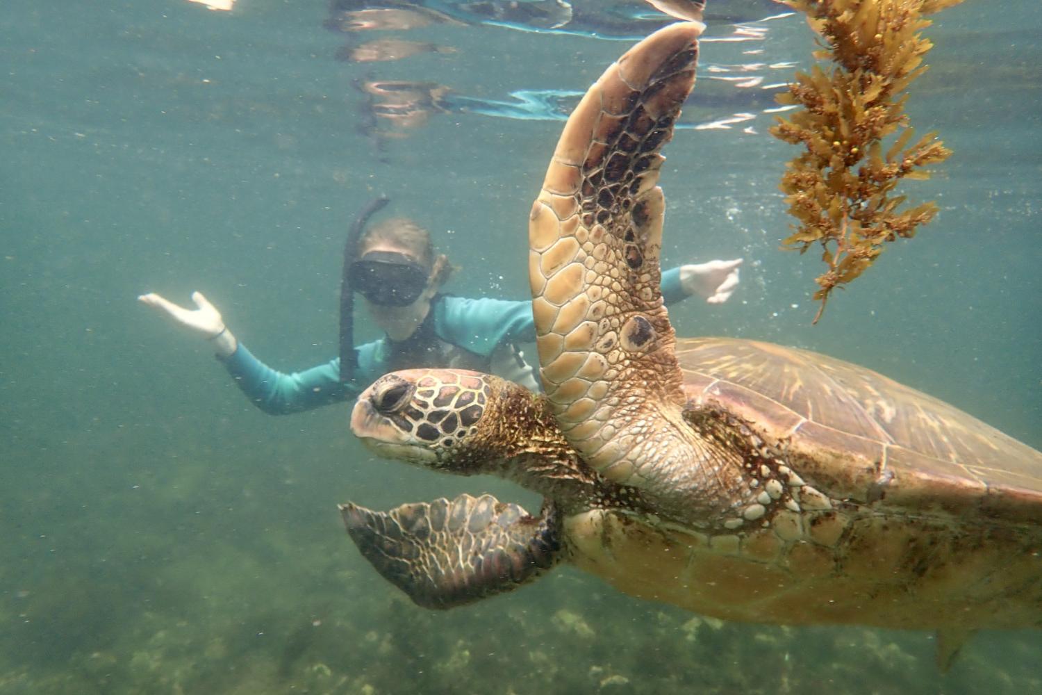 一名<a href='http://pl.vmlsource.com'>全球十大赌钱排行app</a>学生在Galápagos群岛游学途中与一只巨龟游泳.